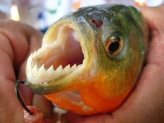 Argentina, l'attacco dei piranha: decine di feriti