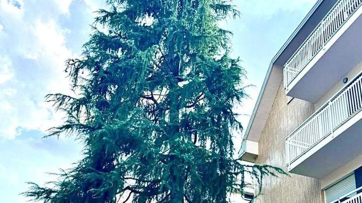Villaggio dei Giornalisti, gli abitanti contro il taglio degli alberi: “Le nostre aree verdi non si possono toccare”