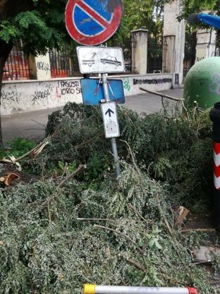 Roma, ramo cade in via Taranto davanti scuola Duca d'Aosta: nessun ferito