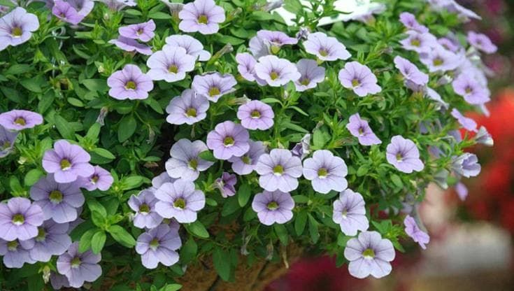Calibrachoa: coltivazione e come curare la colorata pianta ricadente