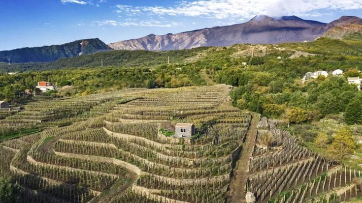 Benanti Viticoltori, il vino dell'Etna che conquista il mondo