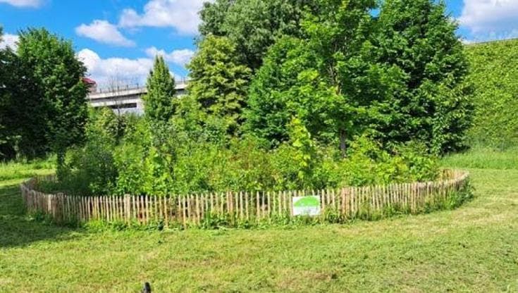 Microforesta alla Sapienza: gli alberi “dialogano” con la musica