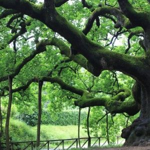 "Belli e preziosi, ecco perch&eacute; dobbiamo festeggiare gli alberi"