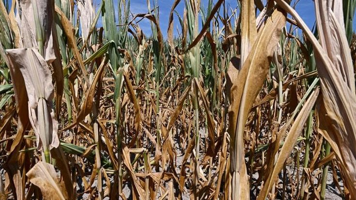 Siccità, il Piemonte chiede più acqua a Valle D’Aosta e Svizzera