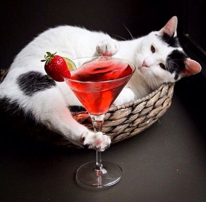 Milano, è la giornata nazionale del gatto: gli scatti più curiosi nel bar dedicato ai felini
