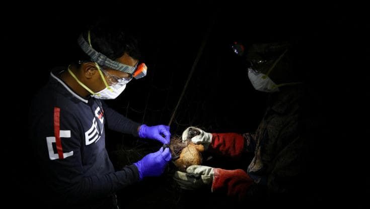 Virus Nipah, da uno studio italiano la strategia per bloccare l’epidemia