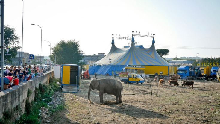 Quarto, gli animali del circo Orfei in mostra: traffico in tilt