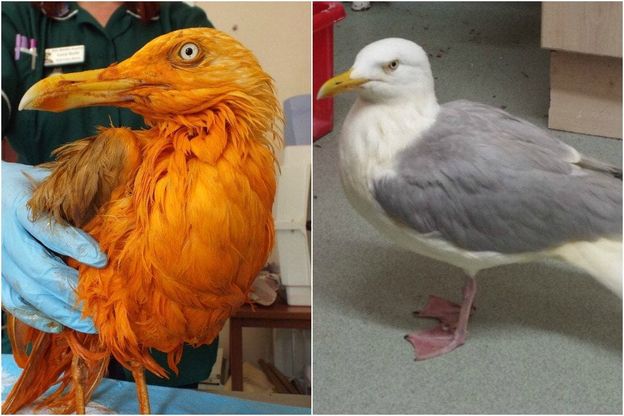 Regno Unito, il gabbiano arancione: cade in un contenitore di pollo al curry