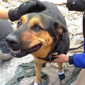 Cane cade in buca, salvato dai vigili del fuoco