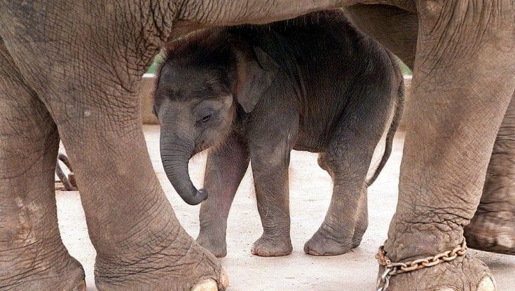 Ha chiuso lo zoo di Phuket. Ma è una buona notizia soltanto a metà