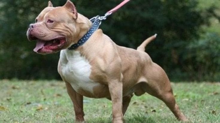 A Bari sterilizzazione gratuita di pitbull: “Ma non è una crociata, serve a evitare gli abbandoni”