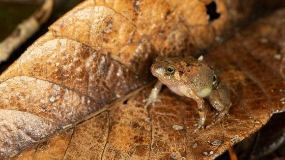 Scoperta una nuova specie di rana diamante