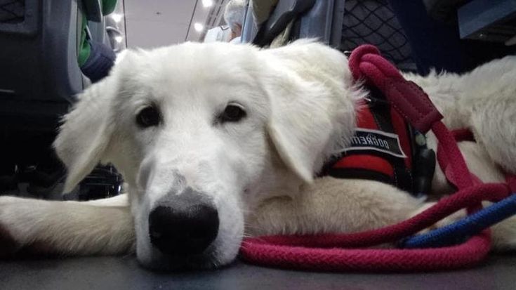 Adozioni di cani e gatti abbandonati in estate: Italo lancia rifugio virtuale per animali