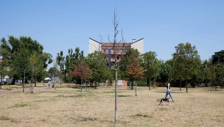 Siccità a Milano, autobotti per salvare gli alberi nei parchi e nei giardini della città 