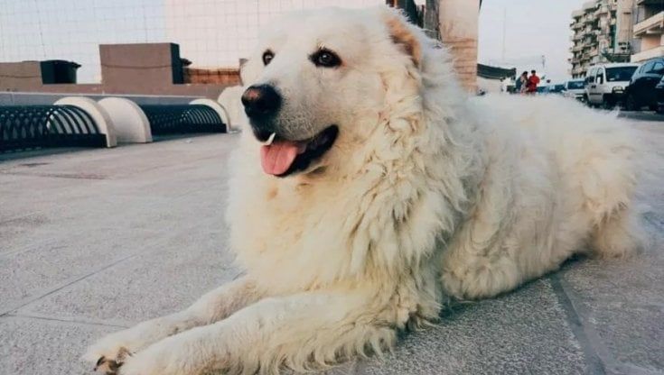 Addio a Henry, il cane del quartiere San Girolamo diventato la mascotte di Bari: "Rimarrai sempre con noi"