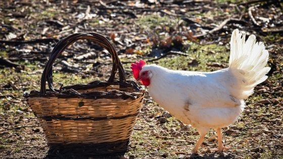 Genuine, sostenibili e piene di gusto: le uova alla canapa