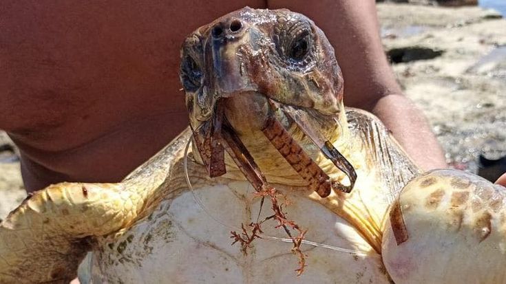 Tartaruga salvata dai bagnanti a Mola di Bari: aveva un amo nello stomaco e una pinna immobilizzata dalla lenza