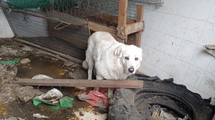 Cani legati a catene corte e lasciati senz’acqua, l’orrore nei casolari tra Bari e Monopoli: 4 casi