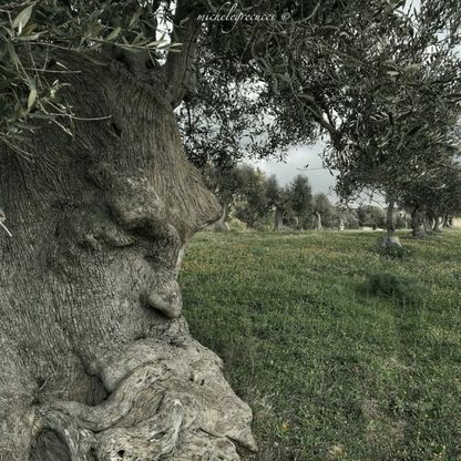 Puglia, lo spettacolo social dell'ulivo pensieroso