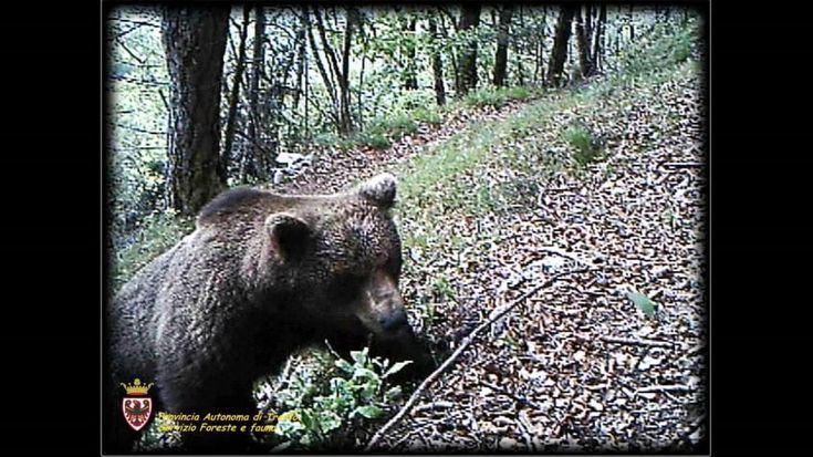 Trentino, dove vanno a spasso gli orsi bruni: la foto-trappola sugli alberi grattatoio