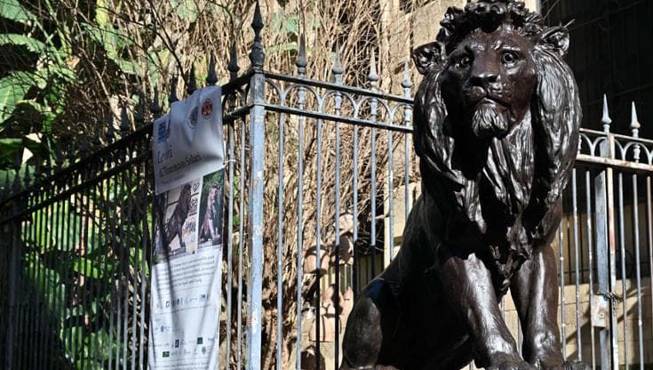 Accademia di Belle Arti, i leoni di Solari sono tornati