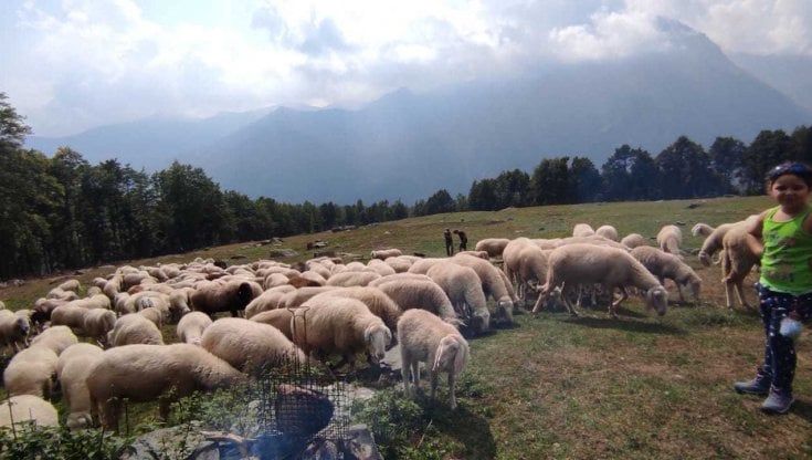 Alpe Sarpeis, branco di lupi uccide 20 pecore: "In trenta secondi, si sono portati via il guadagno di tutta l’estate"