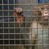 Il Consiglio Stato sospende la sperimentazione sui macachi