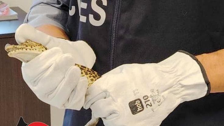 Ragusa, deteneva due coccodrilli cubani rari e marijuana arrestato