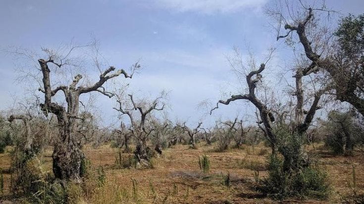 La Xylella arriva per la prima volta alle porte di Bari: la sputacchina che ha sterminato gli ulivi trovata a Triggiano