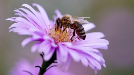 Sostenibilità, il consorzio Finocchiona Igp dà il via al progetto "Api Sentinelle"
