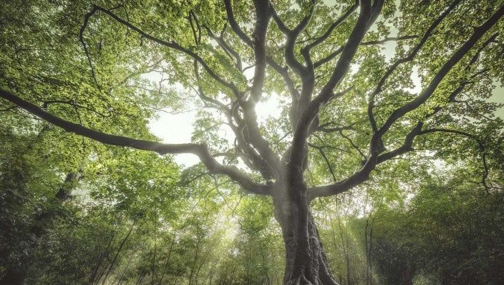 Ditelo con gli alberi, dai rivoluzionari ai leader del G20