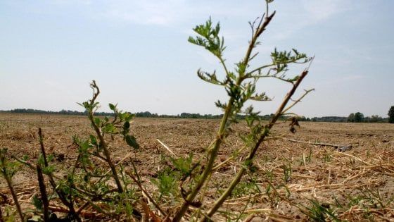 Caporalato, 37enne arrestato a Foggia: 17mila euro di sanzioni alla proprietaria del terreno