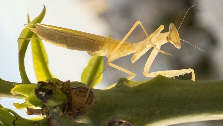 Il piccolo mangia il grande: dai ragni ai serpenti ecco i trucchi che annullano le grandezze