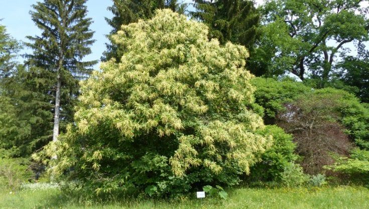 Il castagno dolce, la forza millenaria che aiuta a ritrovare la speranza