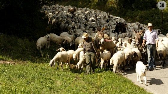 Parma, la transumanza dell'allevatore custode Ettore Rio