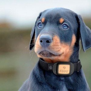 Sulle tracce dei nostri cani e gatti, localizzatori e App ci dicono sempre dove sono
