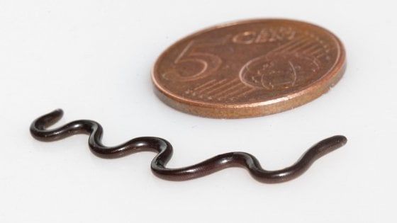 A Ischia la prima osservazione in Italia del mini serpente che arriva dall’Asia