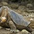 Diego, la tartaruga delle Galapagos che ha salvato la specie grazie alla sua libido