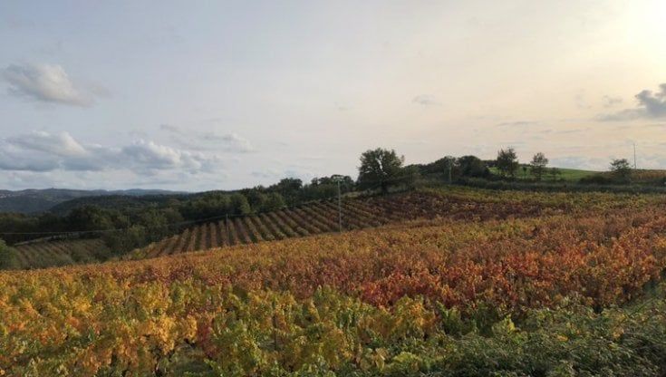 Mandrolisai, un vino Doc dal sapore del territorio