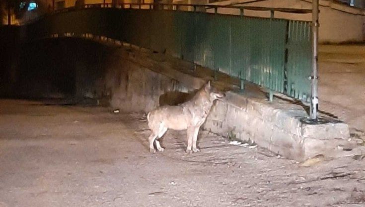 Potenza, "c'è una lupa in città": esemplare catturato e portato in canile per stabilirne la razza