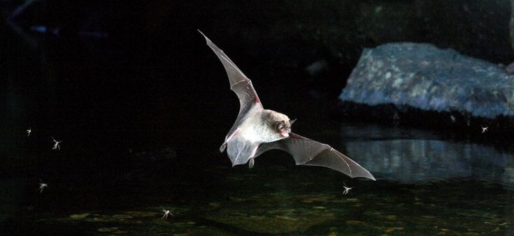 Perché non avere paura dei pipistrelli