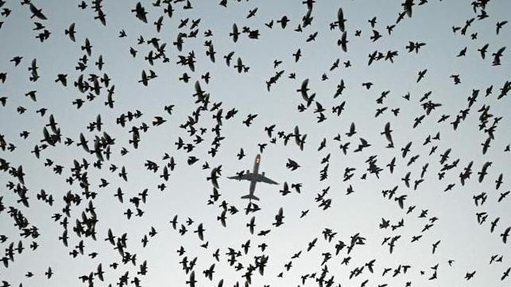 Volare oh oh