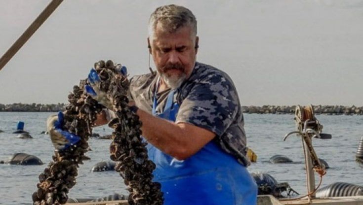 La Spezia, orate fameliche per il mare bollente, a rischio i vivai di cozze, i mitilicoltori: “Vanno fermate”