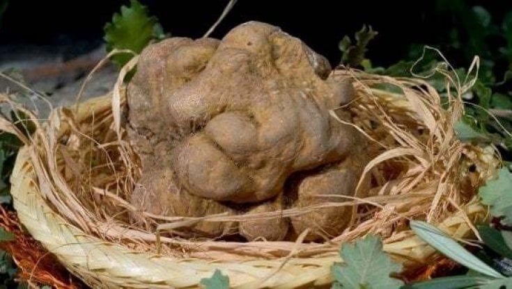Puglia, la battaglia del tartufo: 70 permessi ma i cercatori sono più di 400. "Fermi da anni"