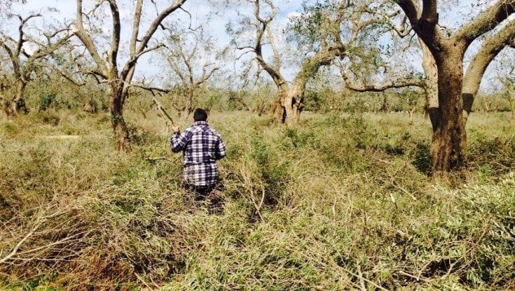Dieci anni di Xylella, il fuoco invisibile lasciato libero di uccidere gli ulivi