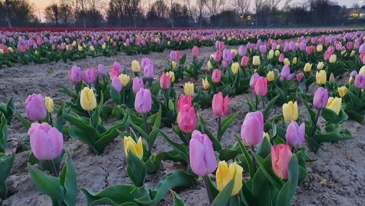 I campi di tulipani lombardi riaprono al pubblico: ingressi a numero chiuso per respirare la primavera