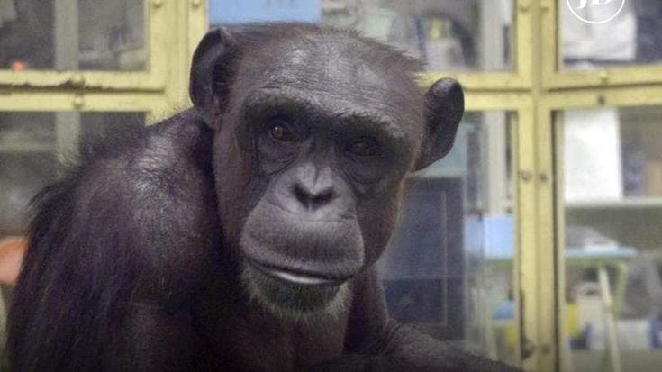 Ai, la scimpanzé geniale, è morta a 49 anni. Sapeva leggere, contare e disegnare