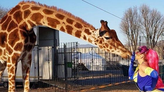 Animali da circo al freddo a Brescia: il tribunale dissequestra giraffe, zebre e cammelli