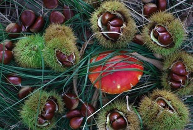 Tra feste, ricette e storia, tutto quello che dovreste sapere sulle castagne