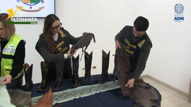 Stivali di coccodrillo, scarpe di varano e tegu rosso: scoperto traffico illecito tra Italia e Usa